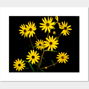 Daisies Posters and Art